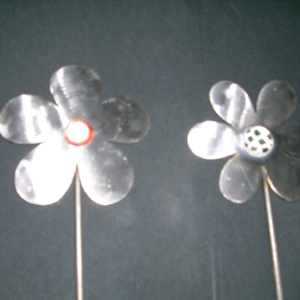 Flower with 5 or 6 petals